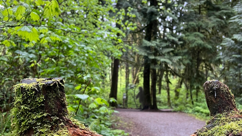 Air Force veteran spotted a Bigfoot near State College