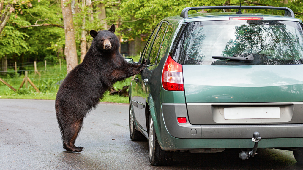Bear Gets Trapped In Tahoe Woman's Car And Turns It Into A War Zone: WATCH