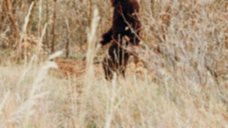 Bigfoot sighting by trucker in Texas
