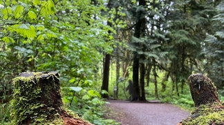 Air Force veteran spotted a Bigfoot near State College