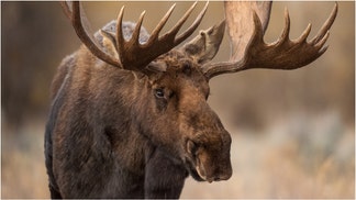 Moose (Credit: Getty Images Creatives)