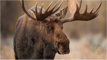 Moose (Credit: Getty Images Creatives)