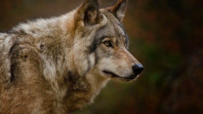Wolf wolves (Credit: Getty Images Creatives)