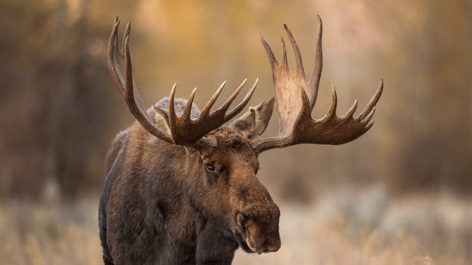 گوزن (منبع: Getty Images Creatives)