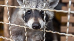 Raccoon falls through ceiling at Wisconsin restaurant and bites customer