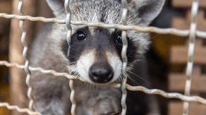 Raccoon falls through ceiling at Wisconsin restaurant and bites customer