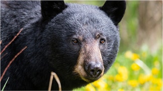 Black bear (credit: Getty Images Creatives)