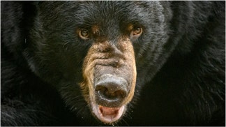 Black bear (Credit: Getty Images Creatives)