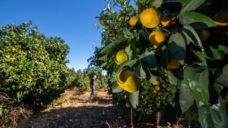 Florida dad arrested for stealing avocados he planned to sell to buy Christmas gifts with