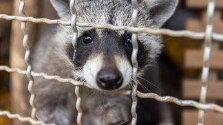 Raccoon falls through ceiling at Wisconsin restaurant and bites customer