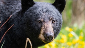 Black bear (credit: Getty Images Creatives)