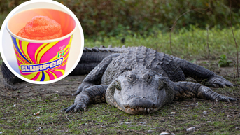 Massive Alligator Captured Outside 7-Eleven, Probably Just Wanted A Slurpee: WATCH