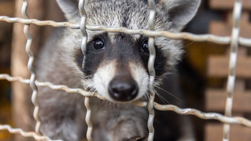 Raccoon falls through ceiling at Wisconsin restaurant and bites customer