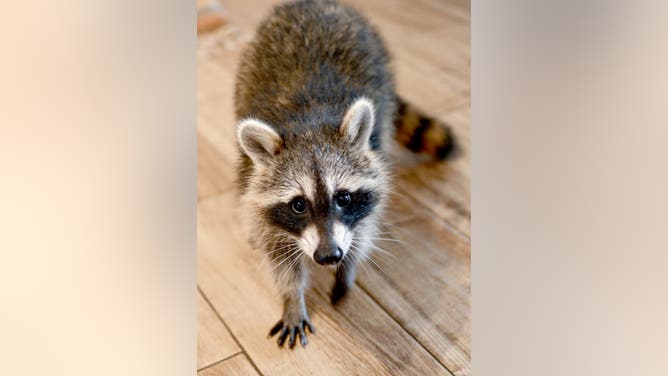 Upscale restaurant in Wisconsin has raccoon fall through the ceiling