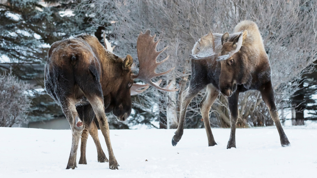 Huge Moose Brawl In Alaska Man's Backyard, Smash His Starlink Device: WATCH