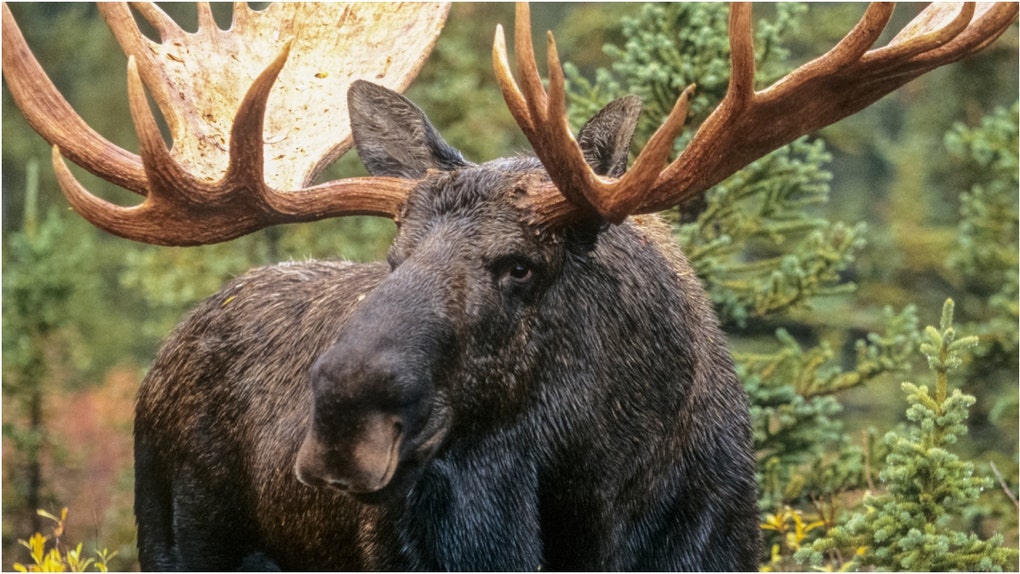 Moose (Credit: Getty Images Creatives)