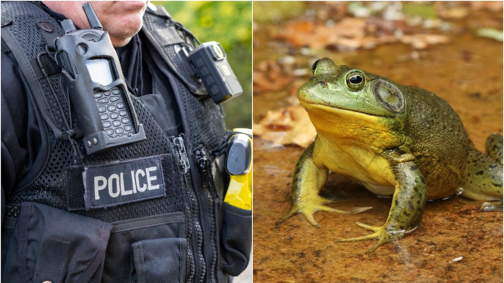 Police officer and a frog
