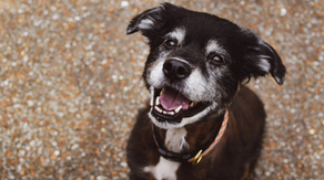 I Found My Best Friend On The Side Of The Road