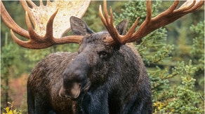 Moose (Credit: Getty Images Creatives)