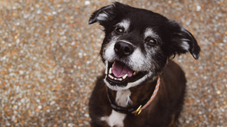 I Found My Best Friend On The Side Of The Road