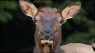 Elk (Credit: Getty Images Creatives)