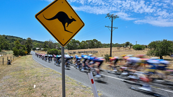 Cyclist Jay Vine Wins Tour Down Under Despite Being Wiped Out By Kangaroos During Race