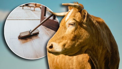 Cow and a broom