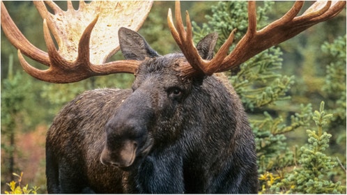 Moose (Credit: Getty Images Creatives)