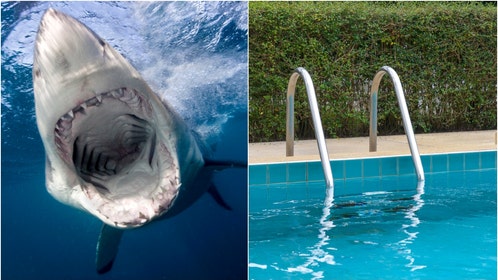 Shark and pool ladder