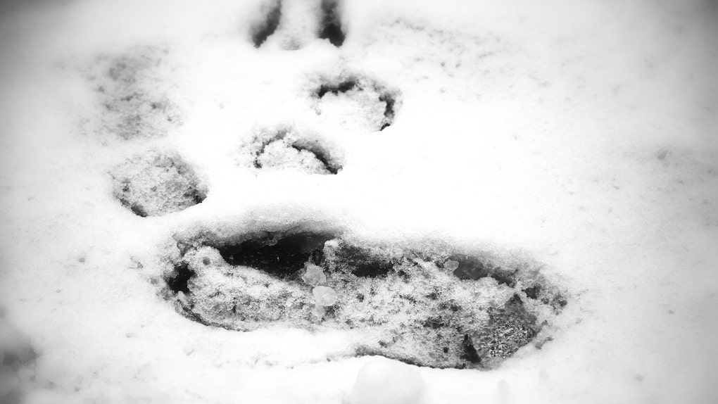 Bigfoot prints in the snow in the Hudson Valley in New York