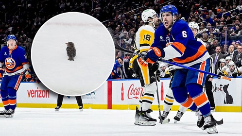 Islanders Rally Birds