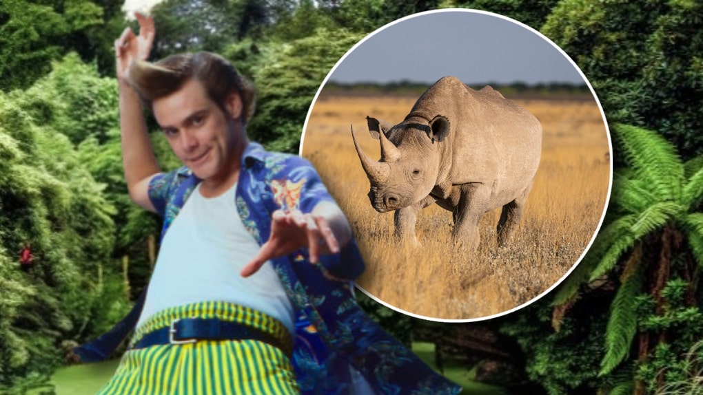 Jim Carrey as Ace Ventura and a rhino