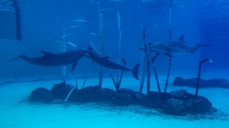 Florida police call fake news on dolphin kidnapping story