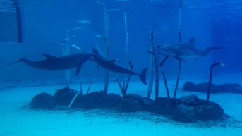 Florida police call fake news on dolphin kidnapping story