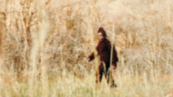Eight Bigfoot sightings in Ohio in five days