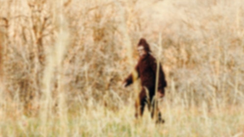 Eight Bigfoot sightings in Ohio in five days