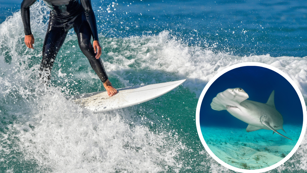 Surfer Captures Insane Video Of Hammerhead Shark Right Underneath His Board