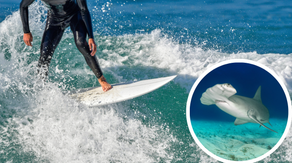 Surfer Captures Insane Video Of Hammerhead Shark Right Underneath His Board