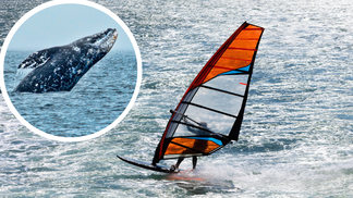 Windsurfer Gets Launched Into San Francisco Bay After Head-On Collision With Gray Whale