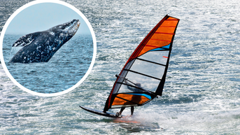 Windsurfer Gets Launched Into San Francisco Bay After Head-On Collision With Gray Whale