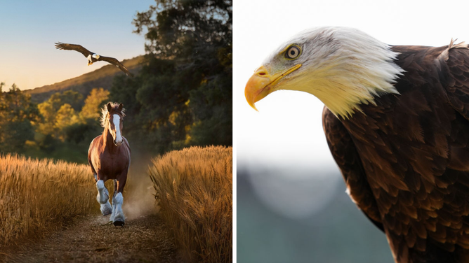 Meet Lincoln, The Real Bald Eagle Behind The Super Bowl's Best Commercial